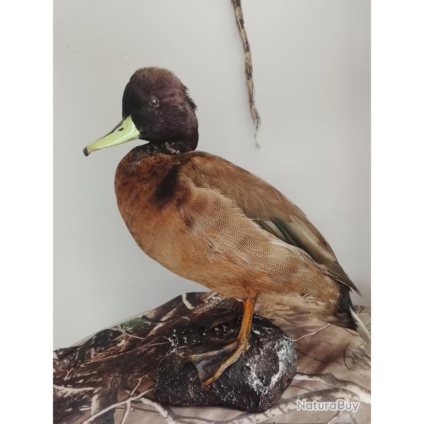 canard hybride