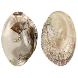 Coquillage moule perli&egrave;re nacr&eacute;e d'eau douce - A l'unit&eacute; 14 &agrave; 17 cm