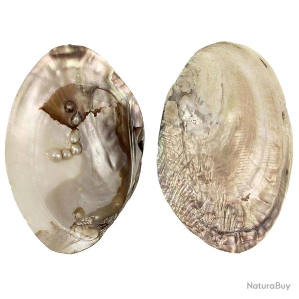 Coquillage moule perli�re nacr�e d'eau douce - A l'unit� 14 � 17 cm