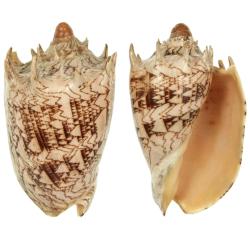 Coquillage cymbiola imperialis 14 &agrave; 16 cm