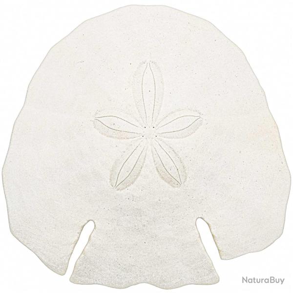 Test d'oursin pancake blanc - 12 � 14 cm - A l'unit�
