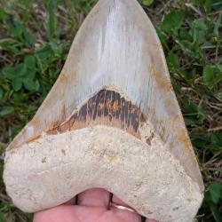 Megalodon 14.2 cm - dent fossile v&eacute;ritable