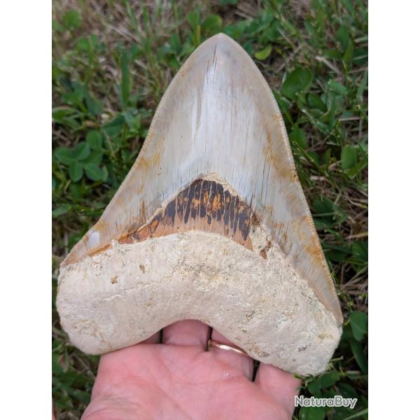 Megalodon 14.2 cm - dent fossile v�ritable