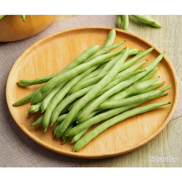 Graines haricots.