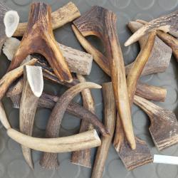 Un lot de plus d'un kilo de chutes de bois de cerf &agrave; rogner pour chien .