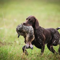 Plan de chasse lievre