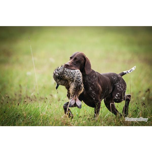 Plan de chasse lievre