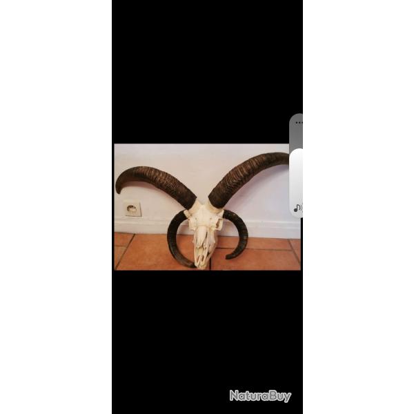 cr�ne de mouton de Jacob