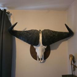 enorme cr&acirc;ne de buffle du Cap