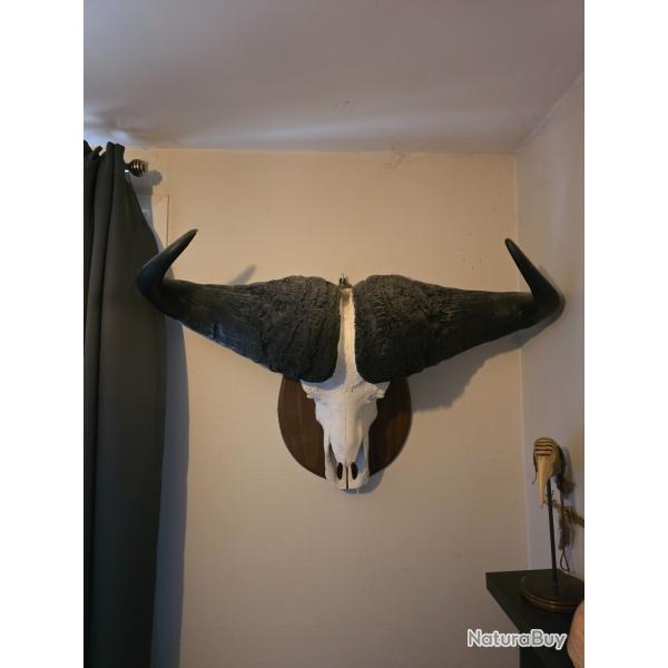 enorme cr�ne de buffle du Cap