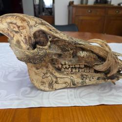 cr&acirc;ne de cochon sauvage Dayak