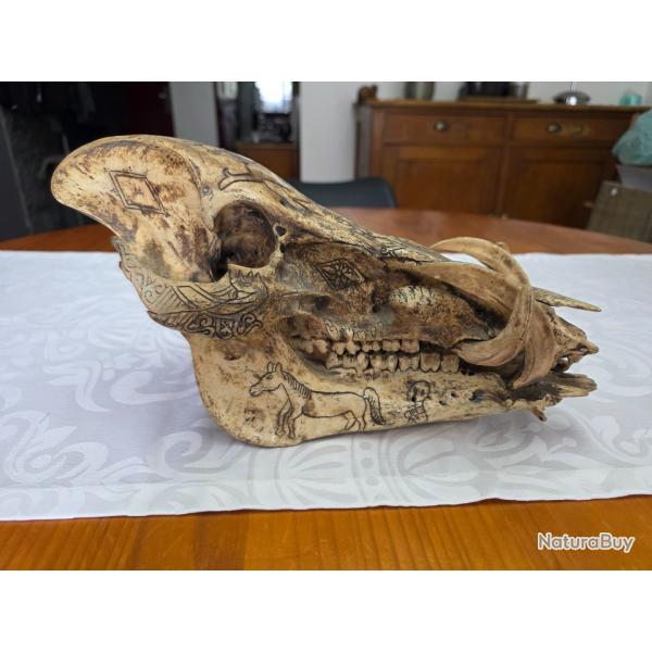 cr�ne de cochon sauvage Dayak
