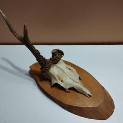 1 TROPHEE CHEVREUIL BROCARD T&Ecirc;TE BIZARRE TAXIDERMIE CHASSE
