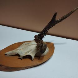 1 TROPHEE CHEVREUIL BROCARD T&Ecirc;TE BIZARRE TAXIDERMIE CHASSE