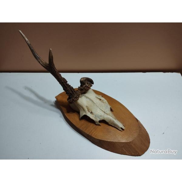 1 TROPHEE CHEVREUIL BROCARD T�TE BIZARRE TAXIDERMIE CHASSE