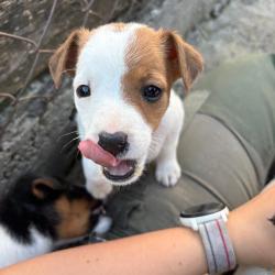 Chiot fox-terrier