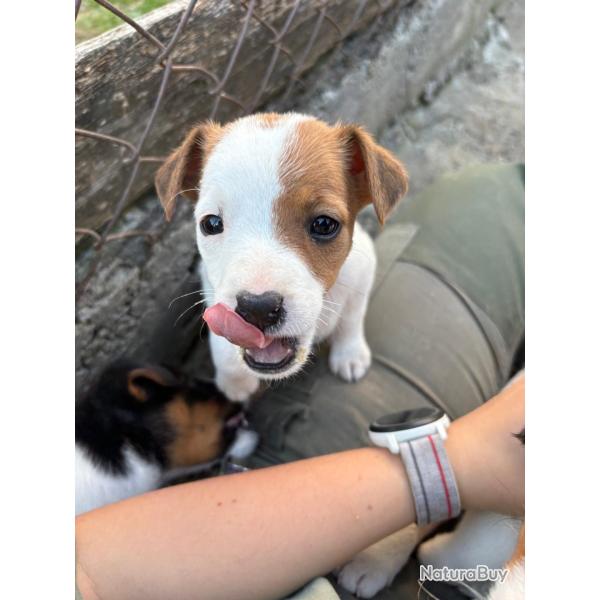 Chiot fox-terrier
