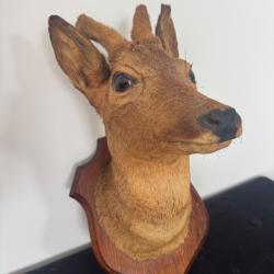 Vends t&ecirc;te de biche sur socle en bois