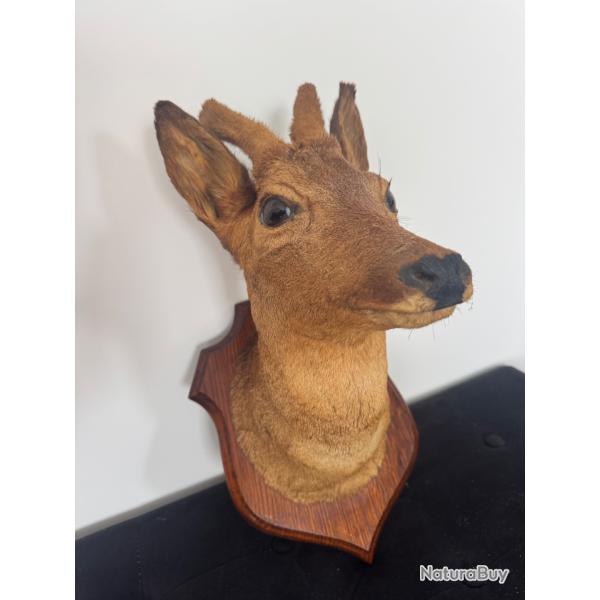 Vends t�te de biche sur socle en bois