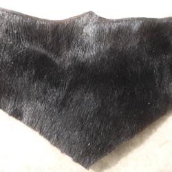 Ancienne peau de vache marine pour casque cuirassier 1858