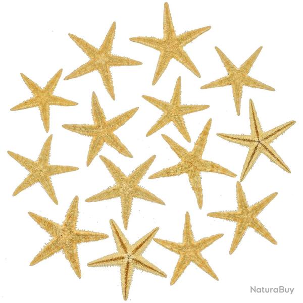 Etoiles de mer d�coration astropecten vappa 3 � 5 cm - Lot de 50