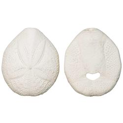 Tests d'oursins spantagus - 4 &agrave; 5 cm - Lot de 4