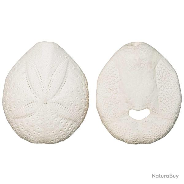 Tests d'oursins spantagus - 4 � 5 cm - Lot de 4