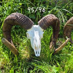 Troph&eacute;e de Mouflon 95/96cm