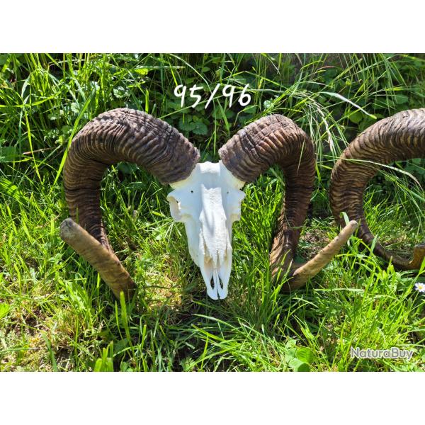 Troph�e de Mouflon 95/96cm