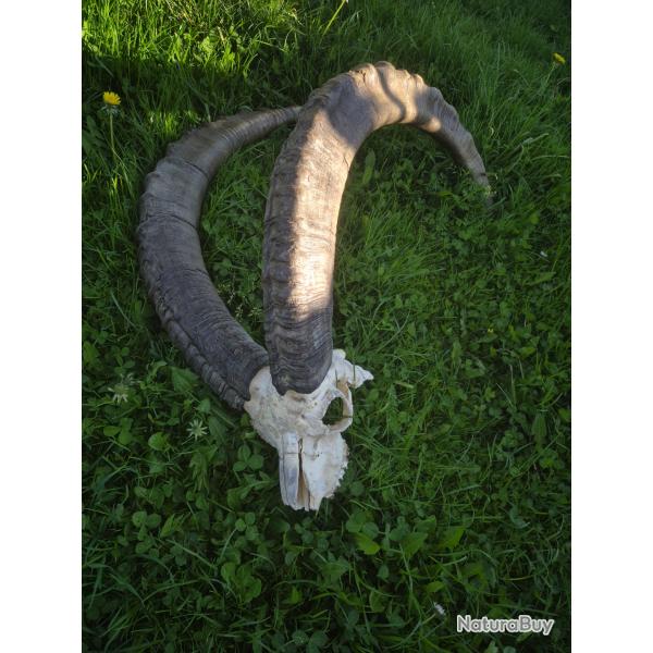 Troph�e de bouquetin 111/115