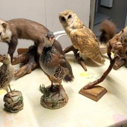 Animaux naturalis&eacute;s