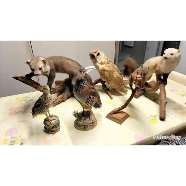Animaux naturalis�s