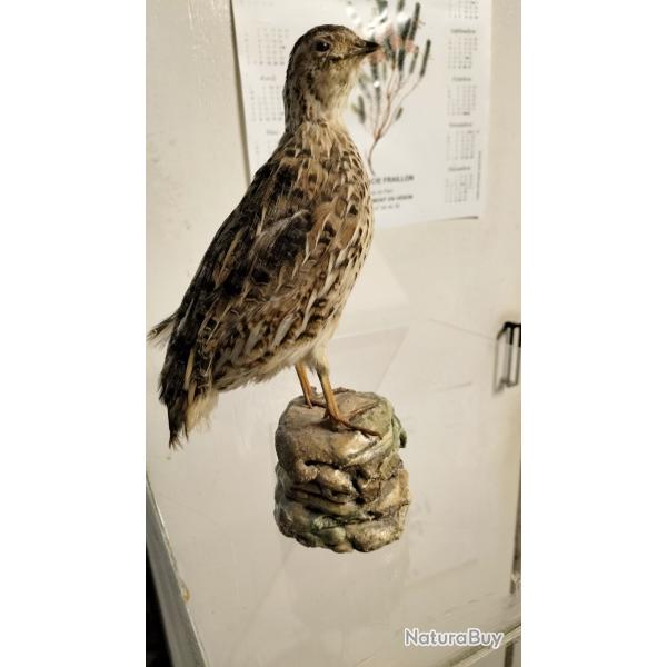 Caille naturalis�e