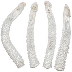 Euplectella aspergillum ou panier de V&eacute;nus - A l'unit&eacute;