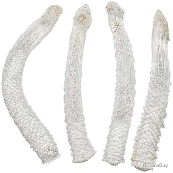 Euplectella aspergillum ou panier de V�nus - A l'unit�