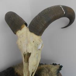 troph&eacute;e mouflon a manchettes