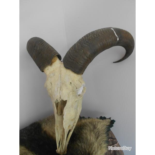 troph�e mouflon a manchettes