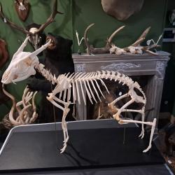 Squelette de Muntjac de Reeves ; Muntiacus reevesi