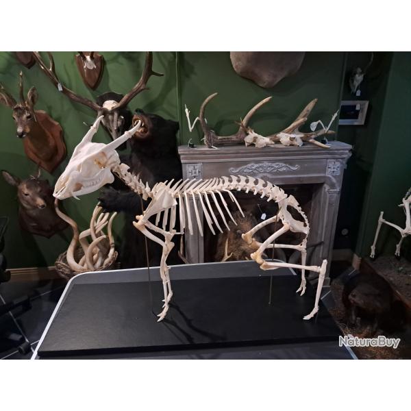 Squelette de Muntjac de Reeves ; Muntiacus reevesi