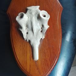 &eacute;cusson pour bois