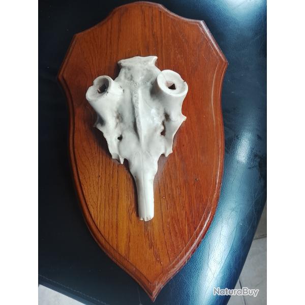 �cusson pour bois