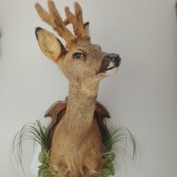 t&ecirc;te de chevreuil (velours)