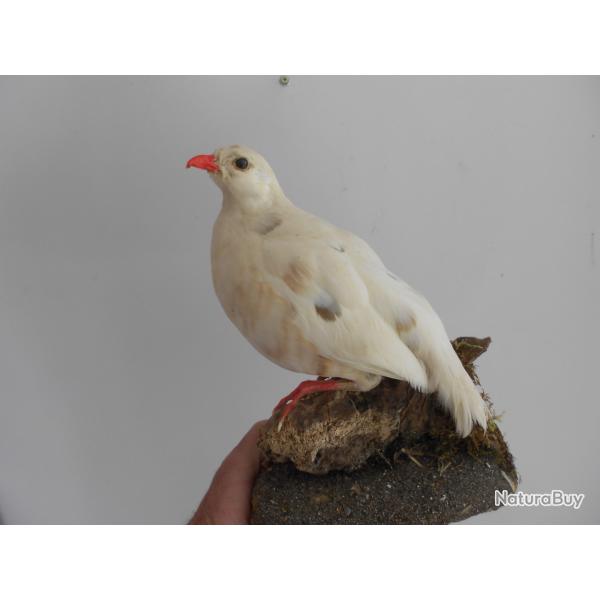 perdrix albinos