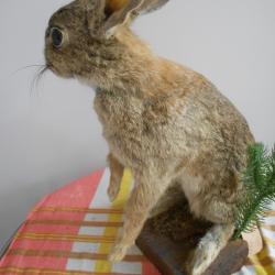 lapin de garenne 2