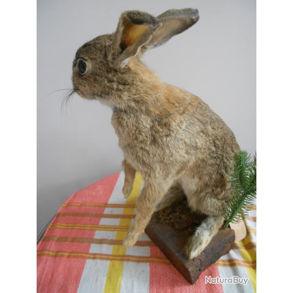 lapin de garenne 2