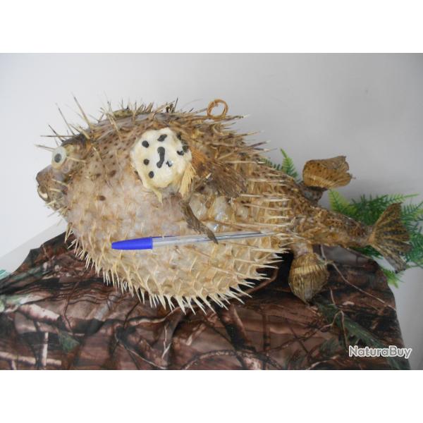 tr�s gros diodon