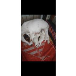 Chiots jack russell terrier