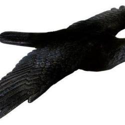 Appelant corbeau &agrave; ailes d&eacute;ploy&eacute;es
