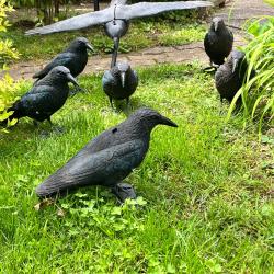 Forme Corbeau