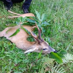 Chasse aux brocards &agrave; l'approche en Creuse